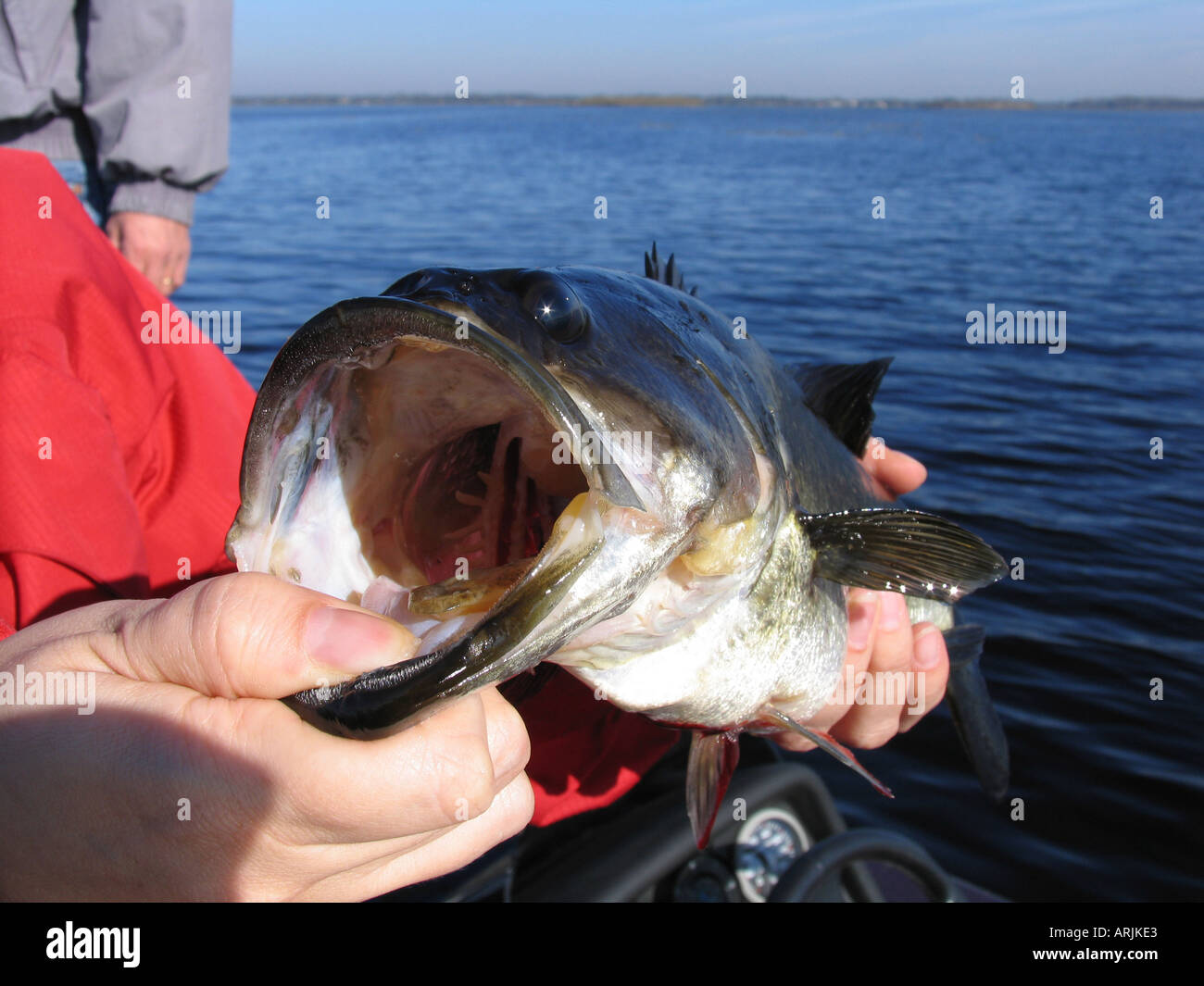 A Large Mouth Bass, Lake Tohopekaliga, Kissimmee, Florida, USA Stock Photo Alamy