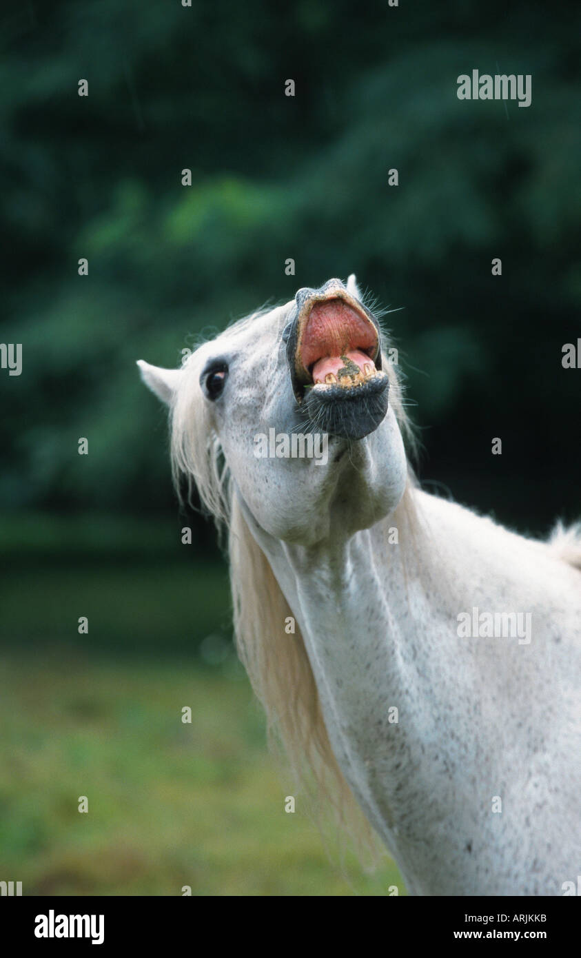 Barb horse (Equus przewalskii f. caballus), stallion, curling lips