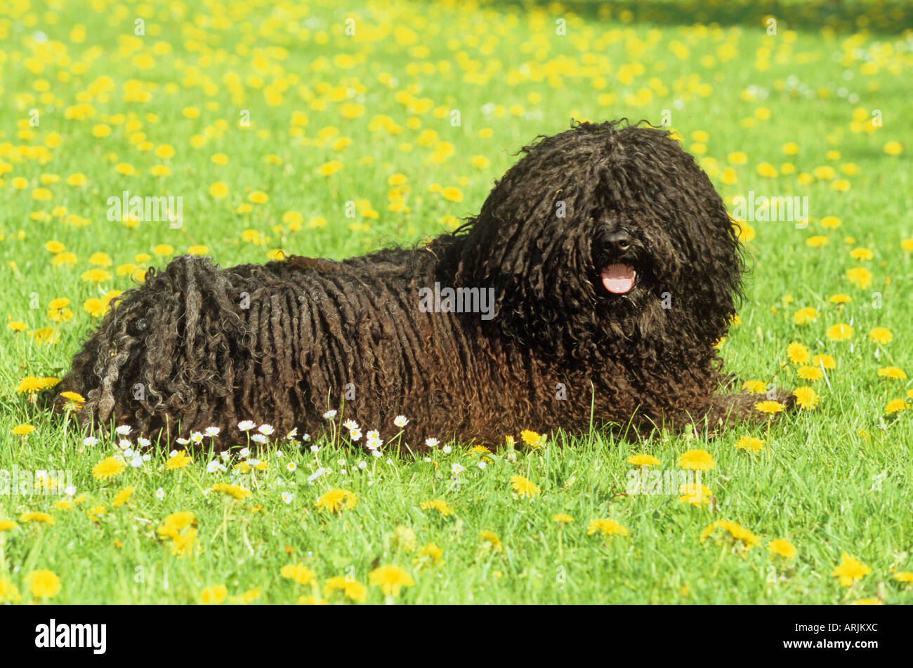 Puli - lying on meadow Stock Photo