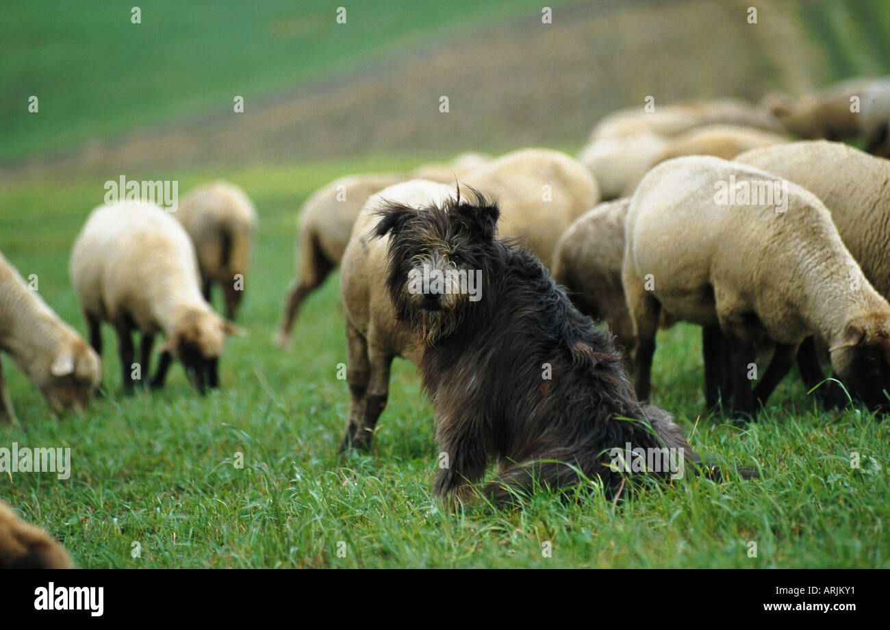 domestic dog (Canis lupus f. familiaris), with flock of sheeps, Germany Stock Photo