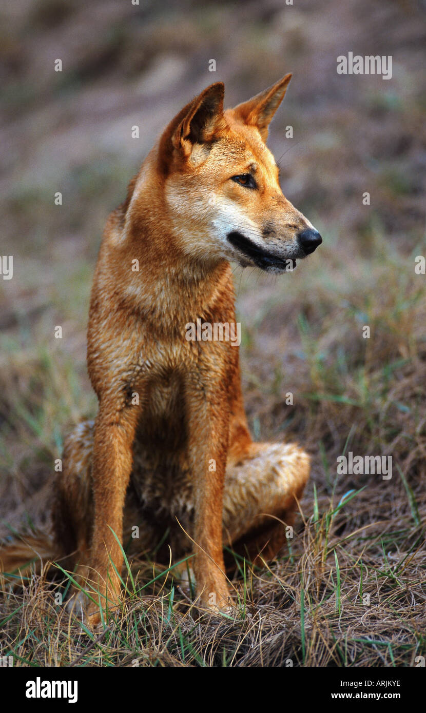 dingo (Canis lupus dingo), sitting, Australia, Frazer Island Stock