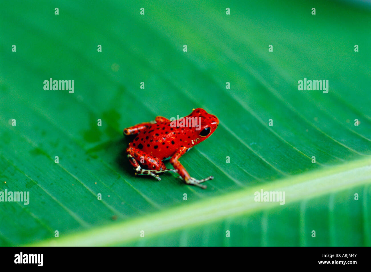 Toros Frog Close-up of a red frog, Boca del Toro, Panama, Central America Stock ...