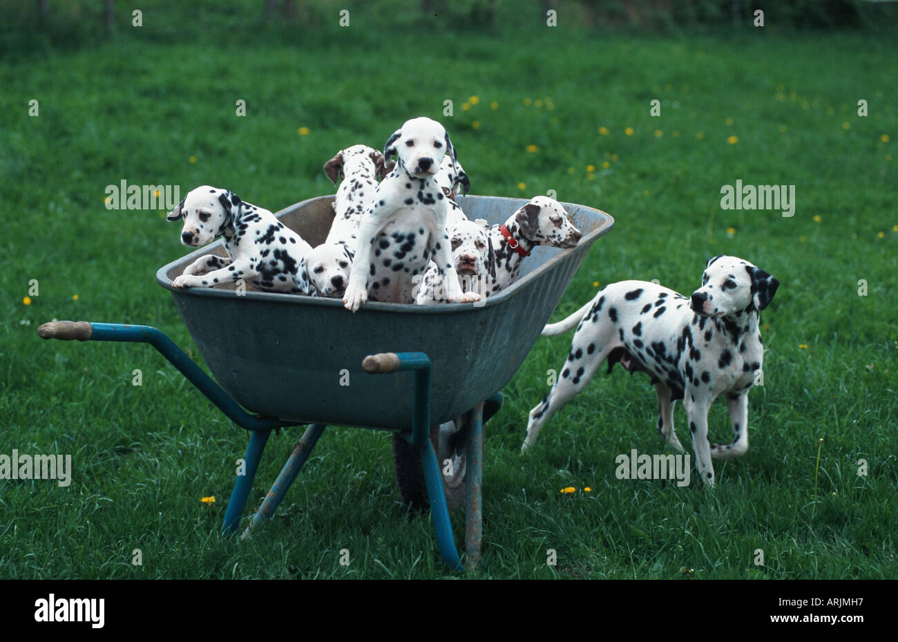 Dalmatian (Canis lupus f. familiaris), puppies in wheel-barrow Stock Photo