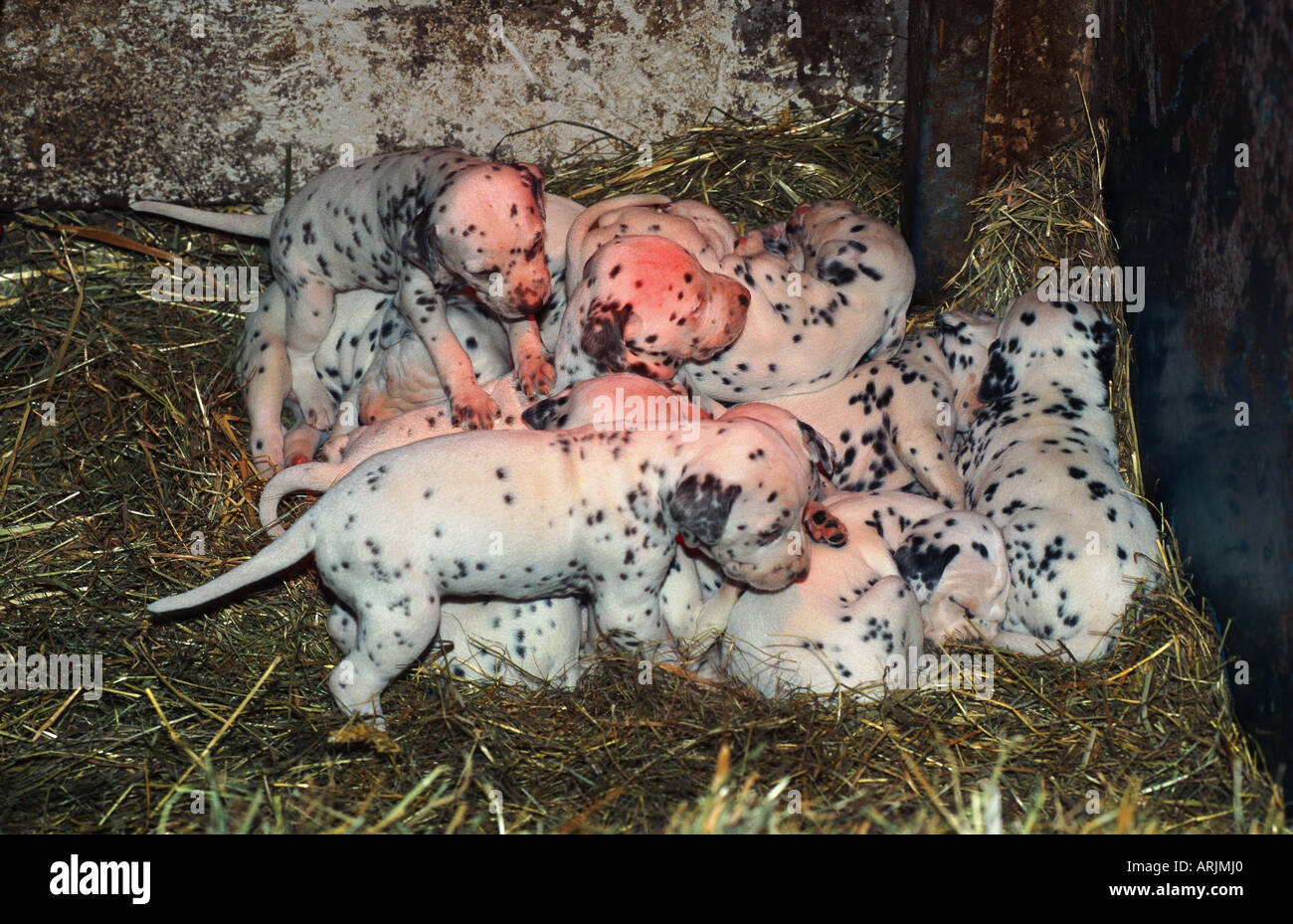 Dalmatian (Canis lupus f. familiaris), puppies lying together in straw, under red light Stock Photo