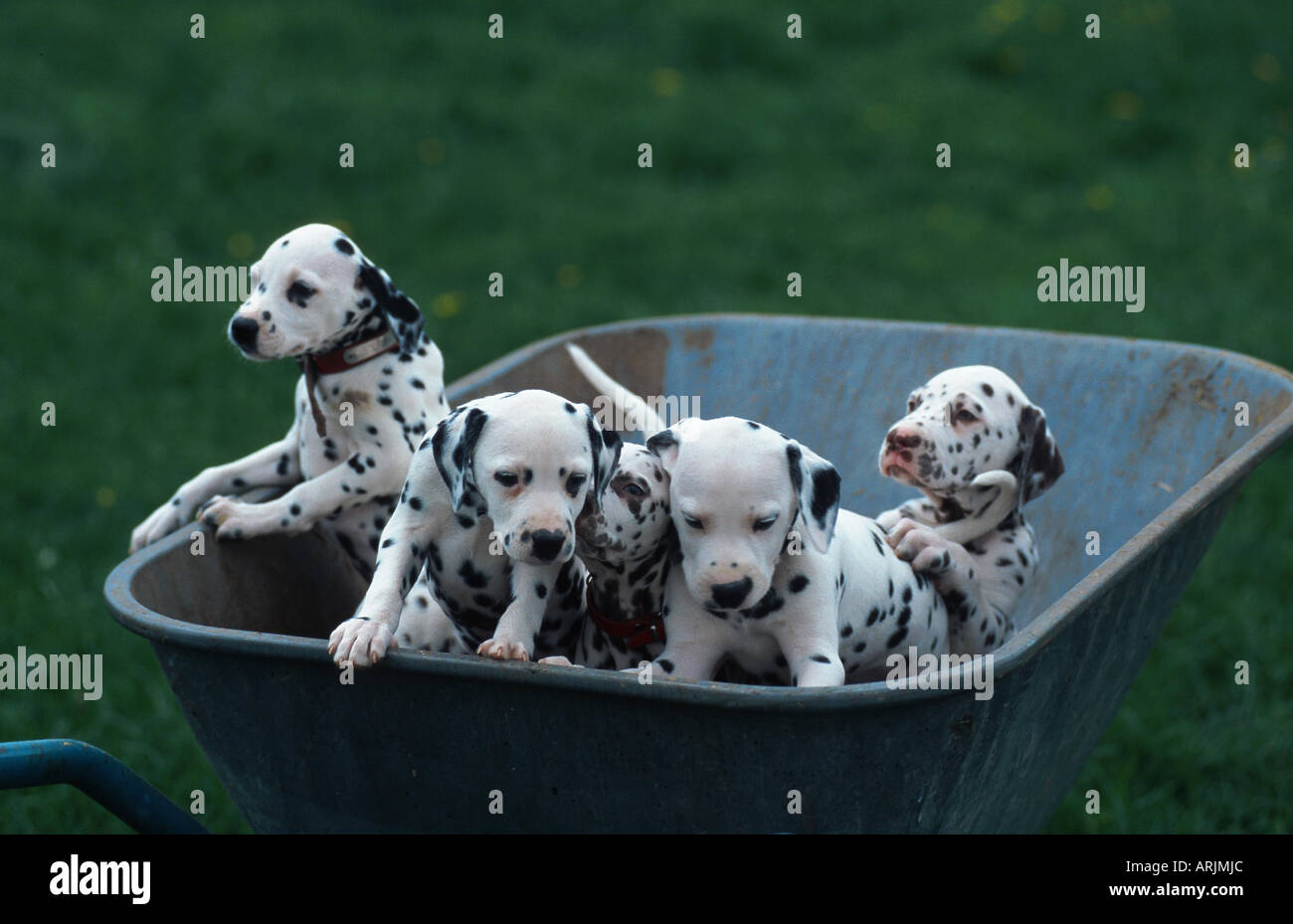 Dalmatian (Canis lupus f. familiaris), puppies in wheel-barrow Stock Photo