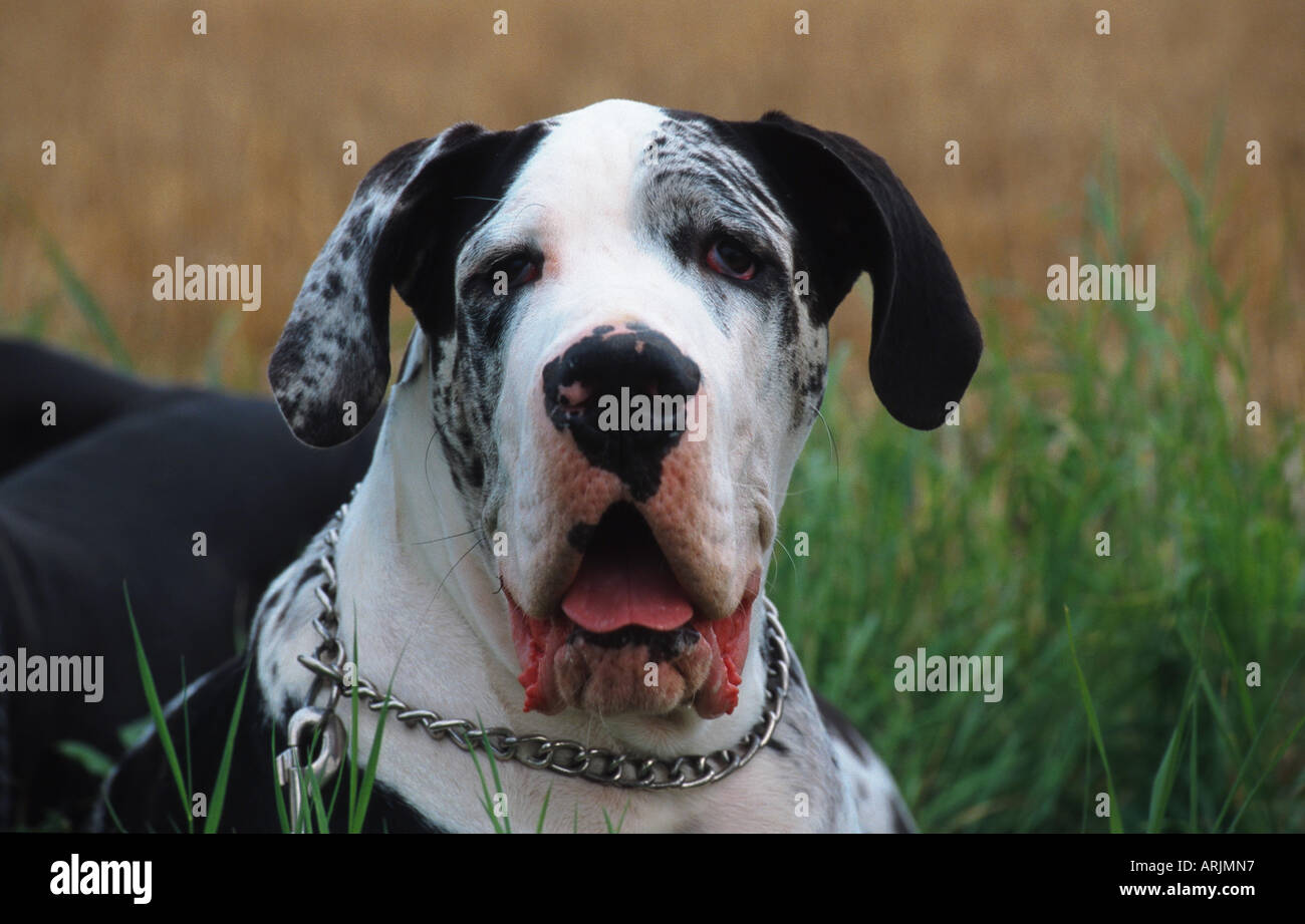 Largest domestic dog clearance breed