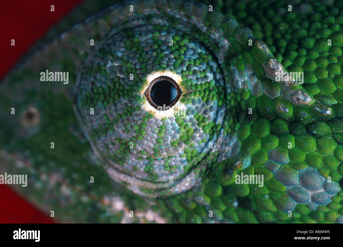 chameleons (Chamaeleonidae), eye Stock Photo