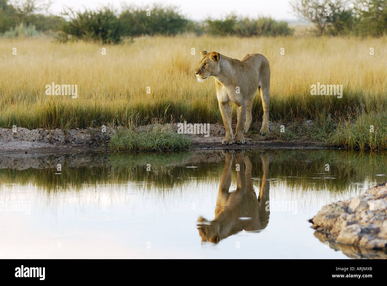 lioness - standing at waterhole Panthera leo Stock Photo