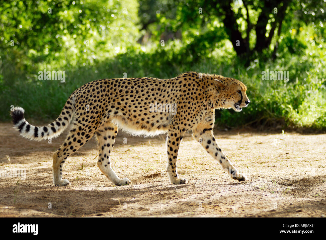 cheetah - walking lateral Acinonyx jubatus Stock Photo