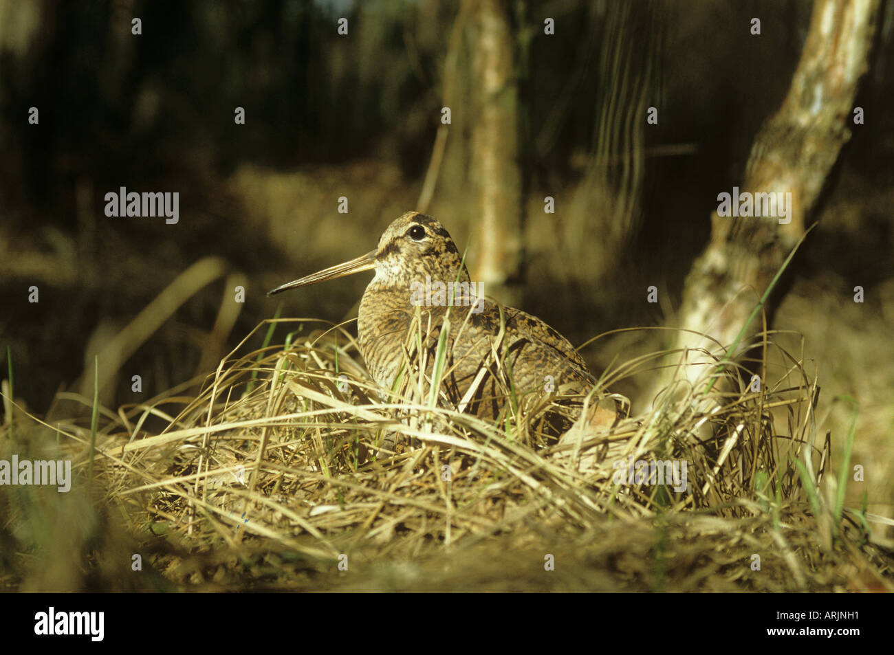 Eurasian Woodcock in nest / Scolopax rusticola Stock Photo