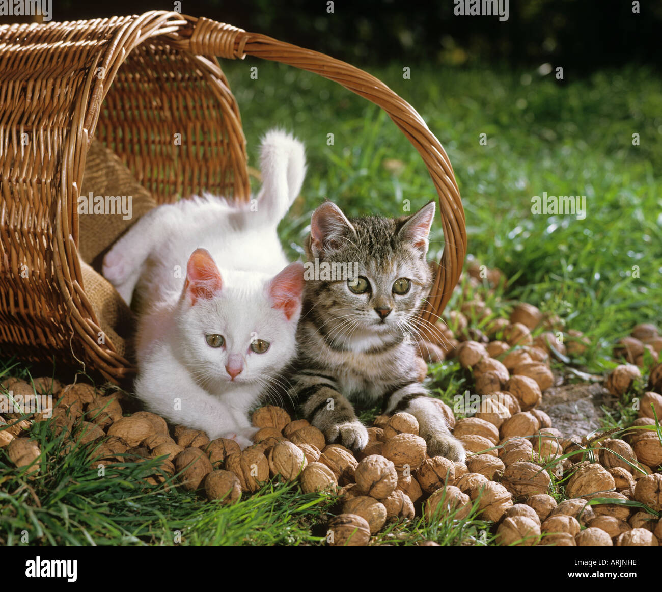 two young cats in basket with nuts Stock Photo