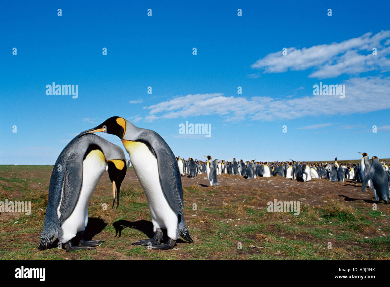 Emperor Penguins Mating Rituals