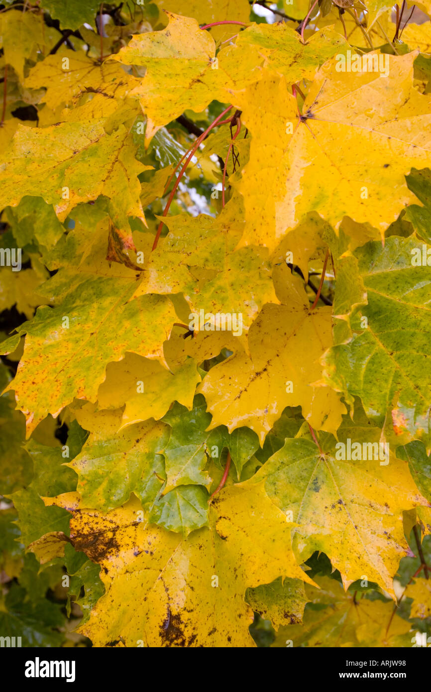 Wet yellow leaves hi-res stock photography and images - Alamy
