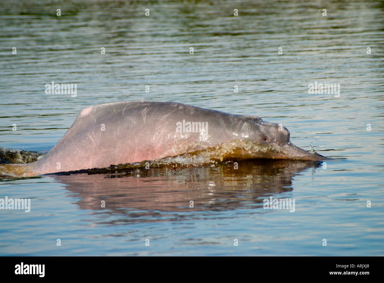 Amazon or Pink River Dolphin (also known as Boto) Inia geoffrensis Pacaya-Samiria National Reserve, Loreto, Peru Stock Photo