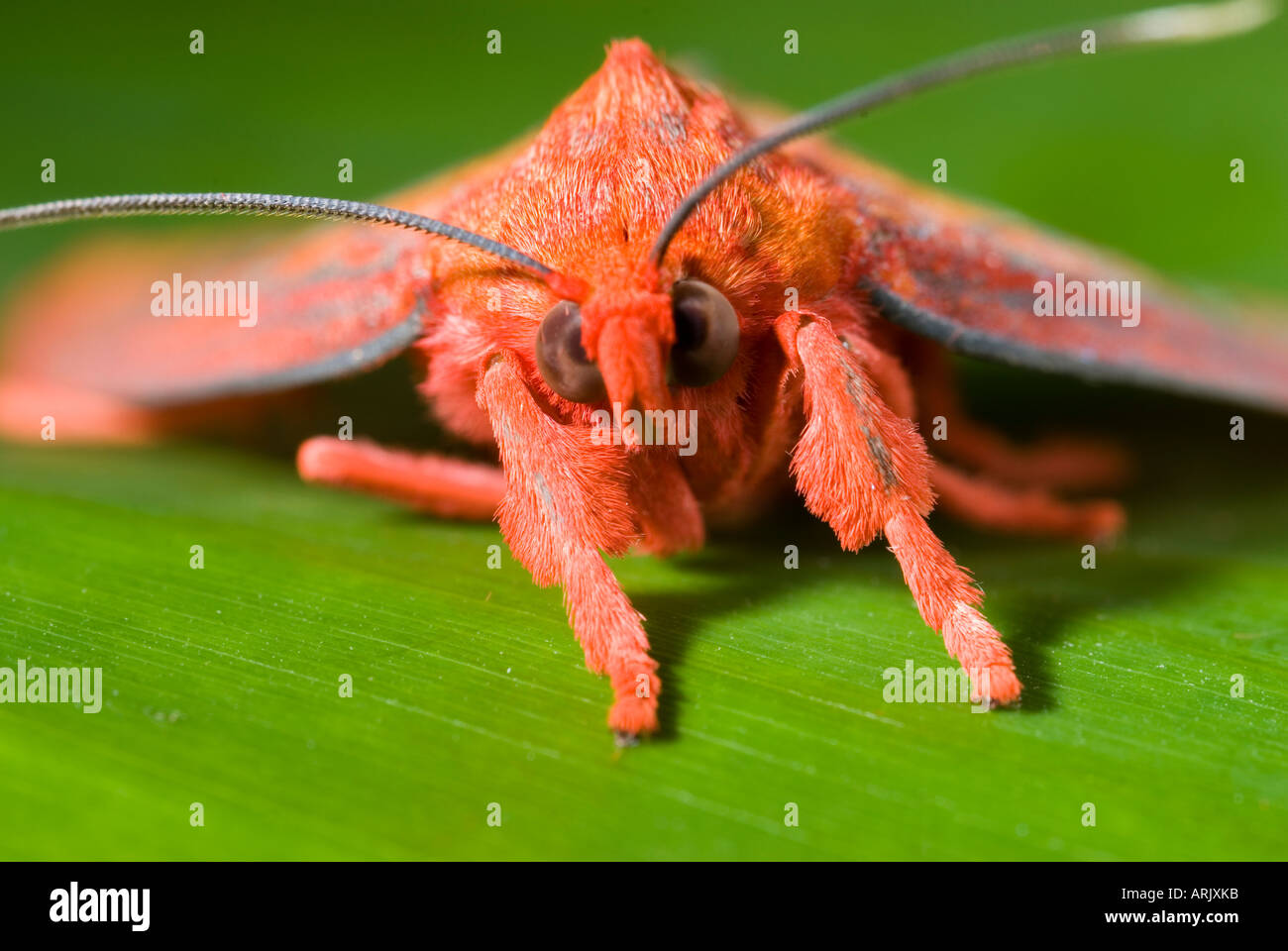 Red Moth High Resolution Stock Photography And Images Alamy