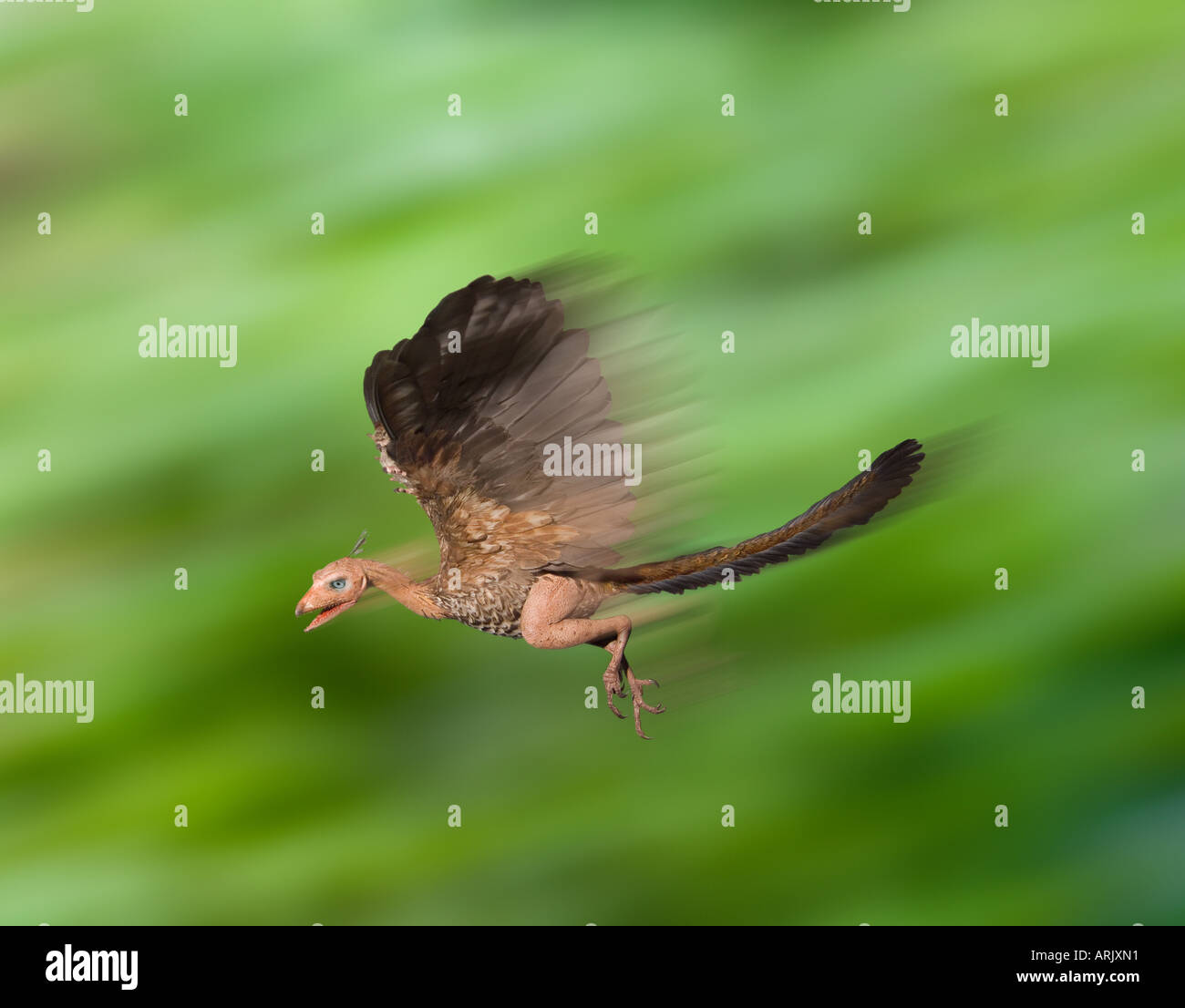 Archaeopteryx lithographica in flight reconstruction Stock Photo Alamy