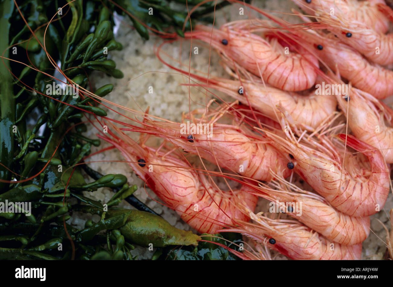 Crevettes (prawns), Le Bistrot de Bernard, Ars, Ile de Re, Charente  Maritime, France, Europe Stock Photo - Alamy