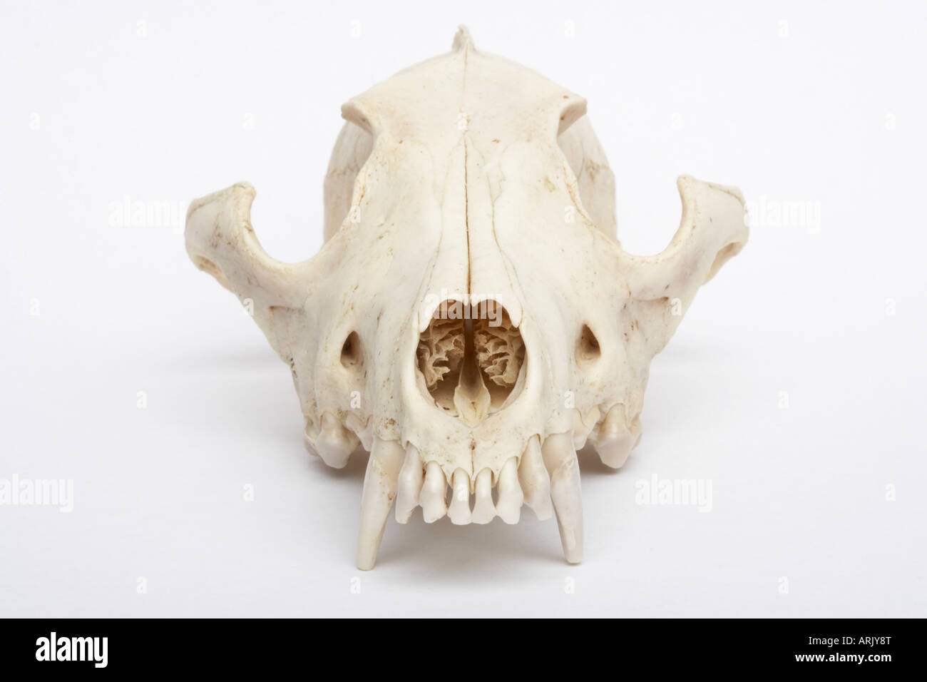 Front view of a Coyote skull (Canis latrans) Stock Photo