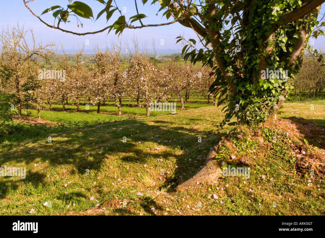 Spring blossom in cider apple orchard Almondsbury Avon England Stock Photo