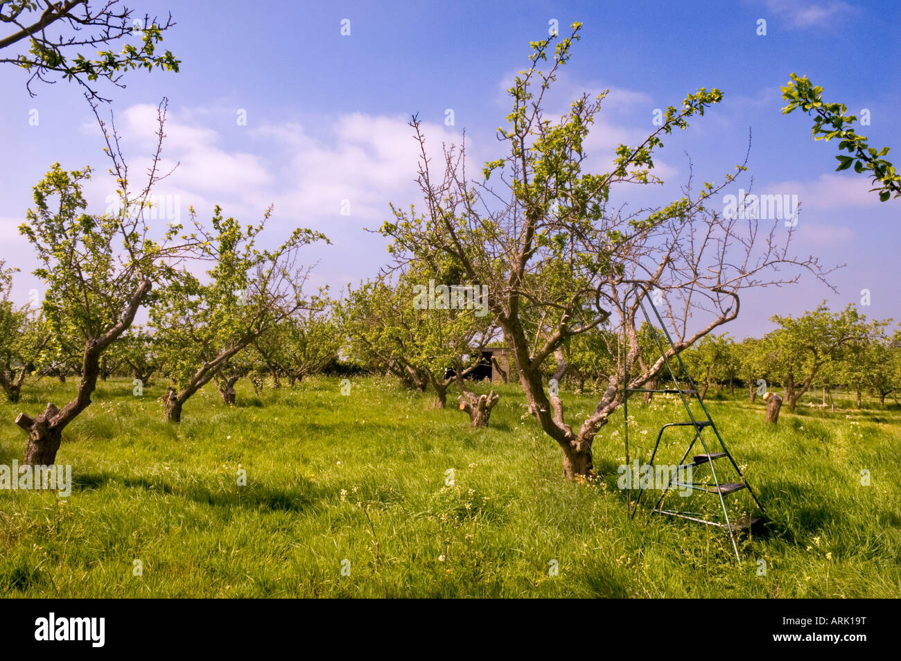 Cider Apple trees Vale of Evesham Worcestershire England Stock Photo