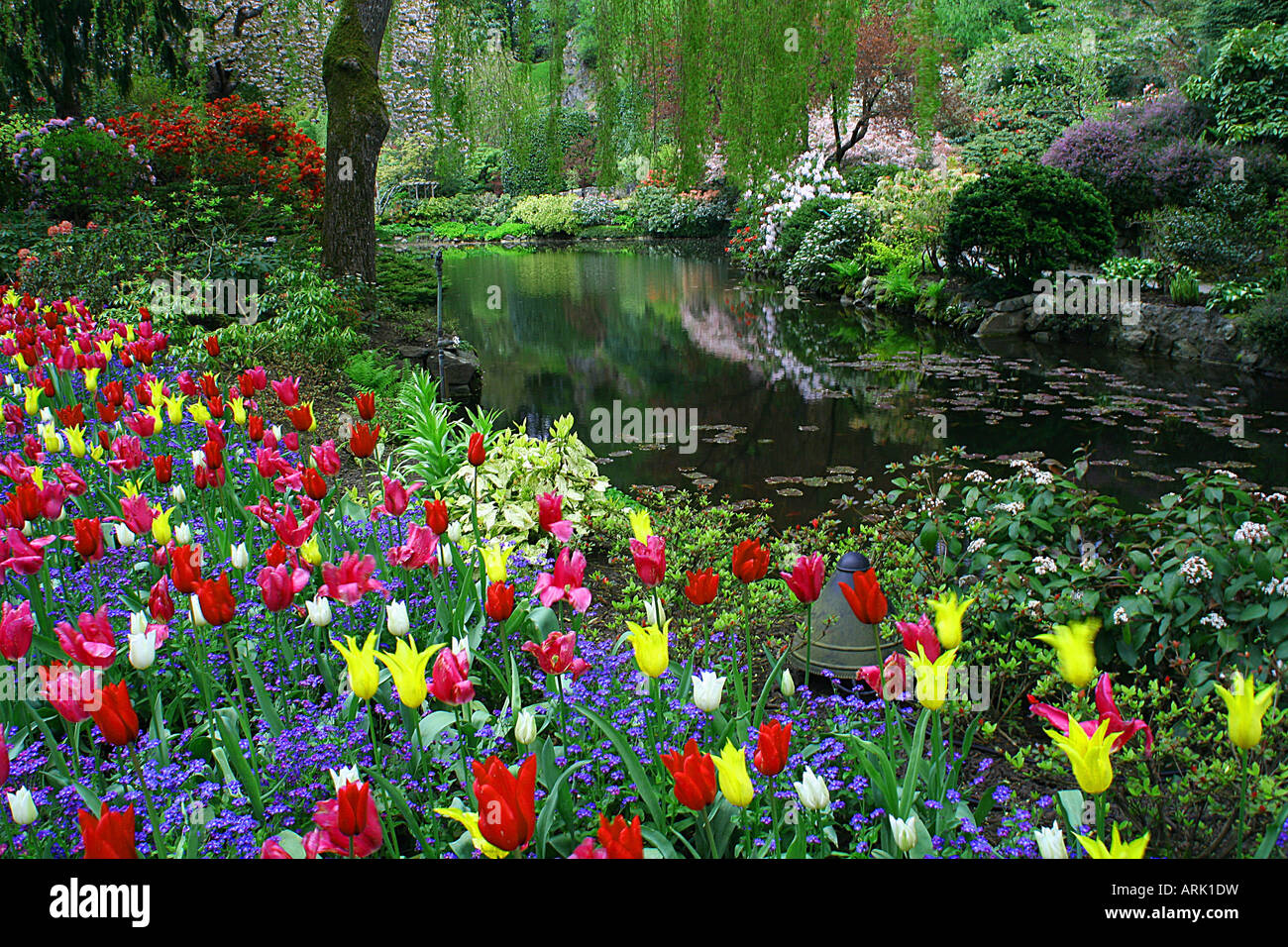 Flower in the Sunken Garden, Butchart Gardens, Victoria, British Columbia, Canada Stock Photo