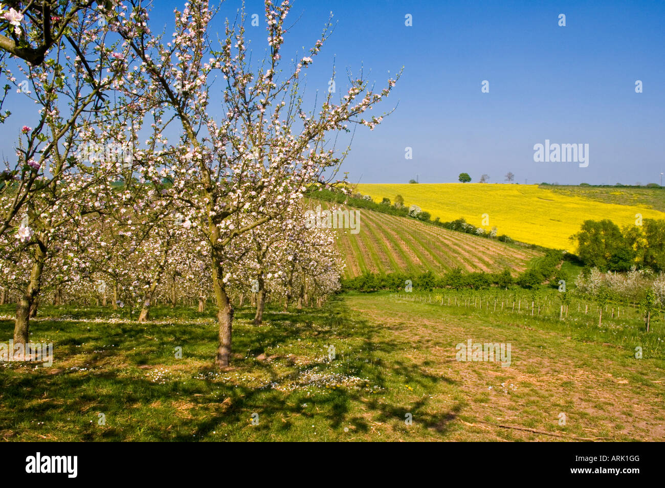Cider apple orchard in blossom and field of oil seed rape Vale of Evesham Worcestershire England Stock Photo