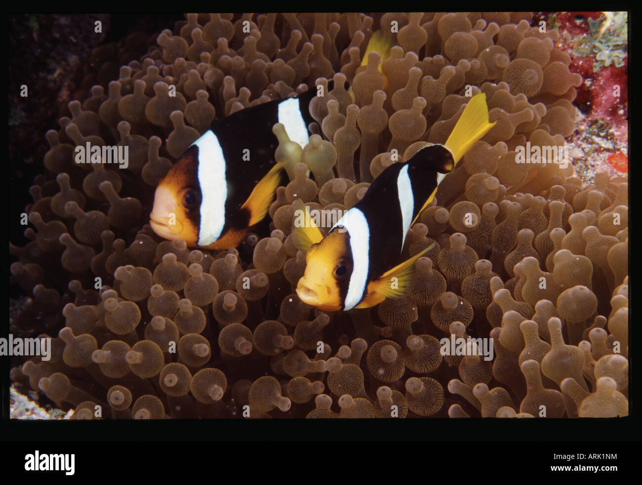 Two Clark's anemonefish (Amphiprion clarkii) with sea anemones underwater Stock Photo