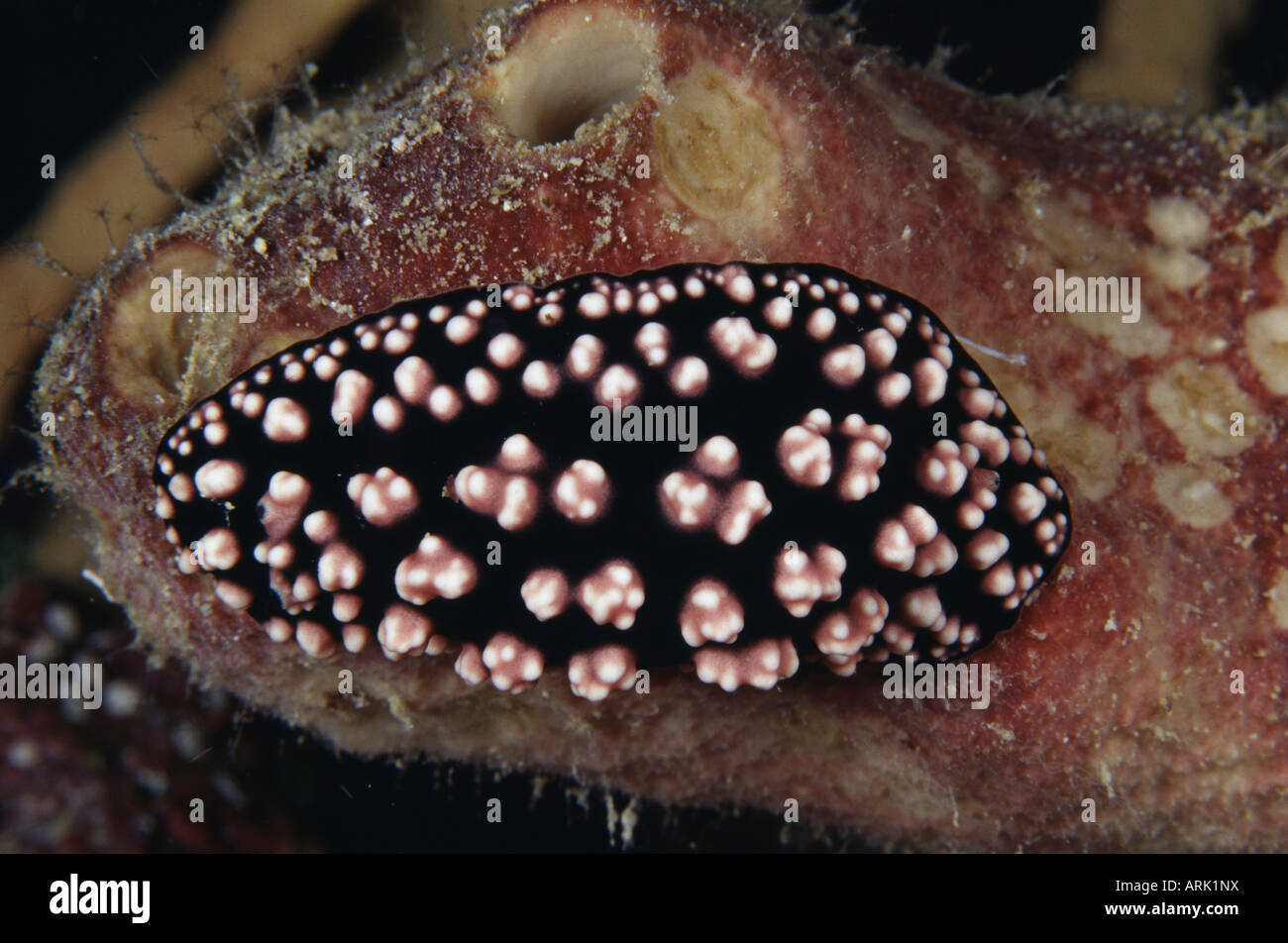 Close-up of a Nudibranch (Phyllidiella pustulosa) underwater Stock Photo
