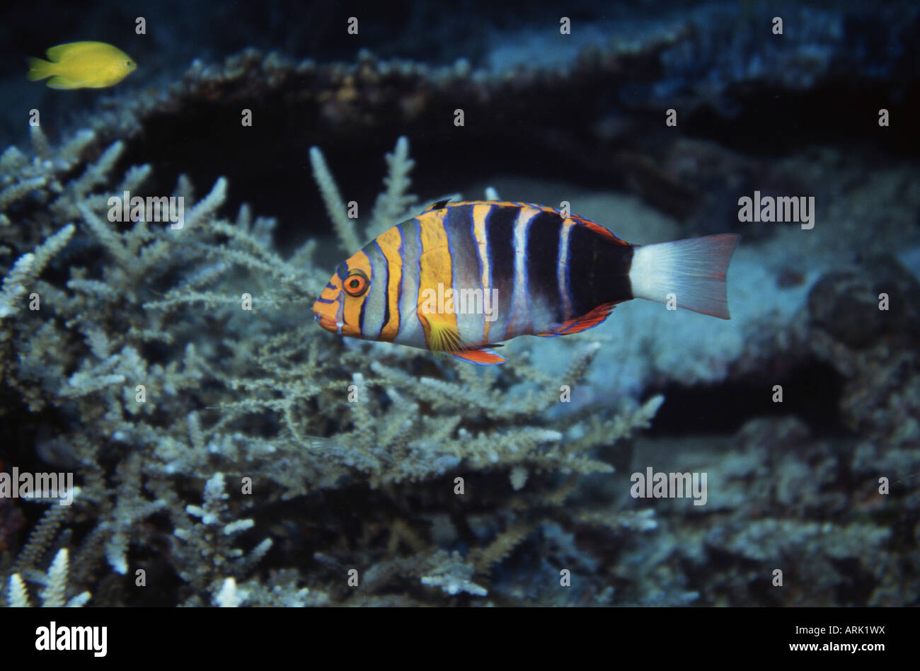 Harlequin tuskfish near the Great Barrier Reef Stock Photo