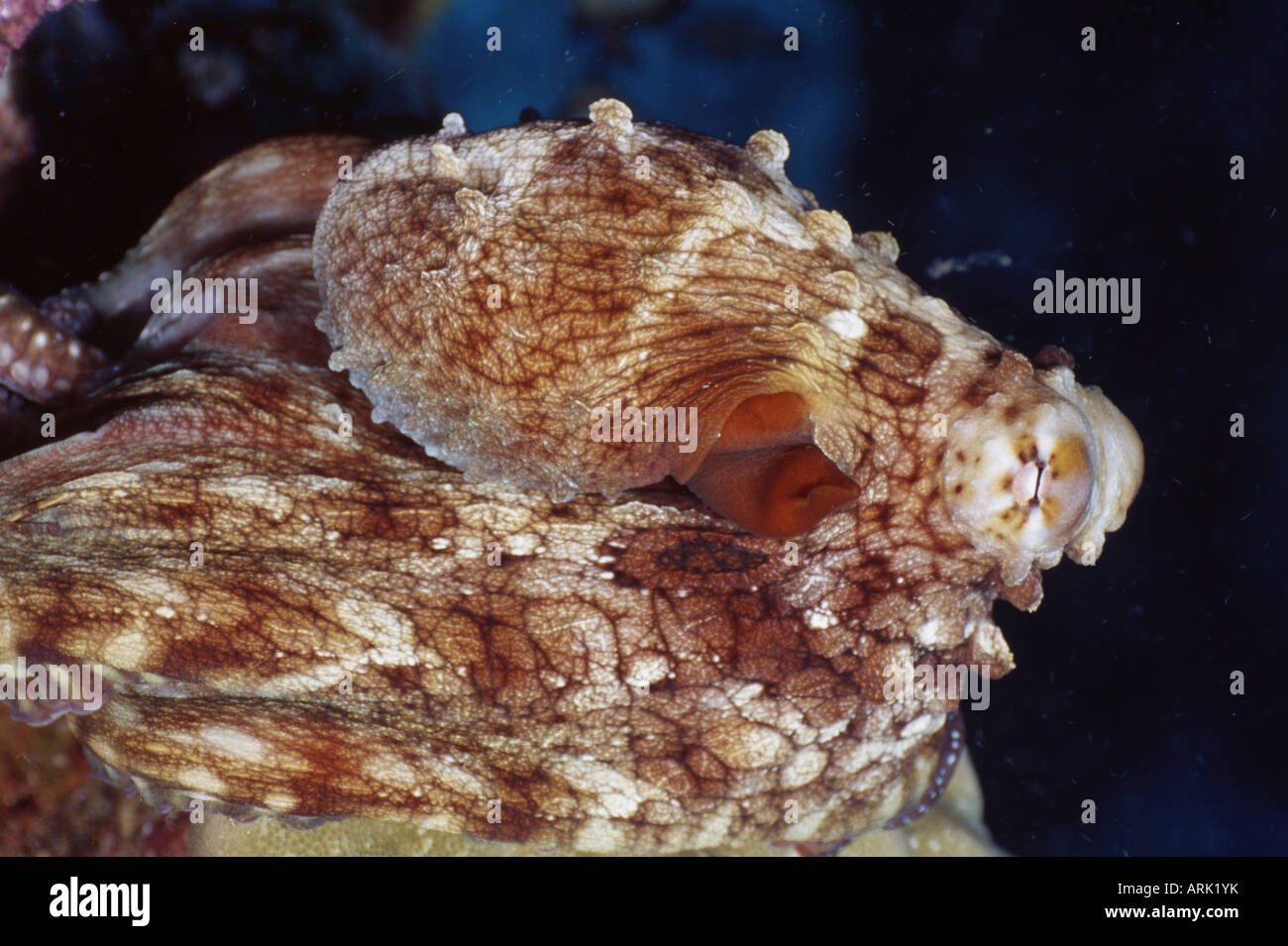 Octopus underwater close up hi-res stock photography and images - Alamy