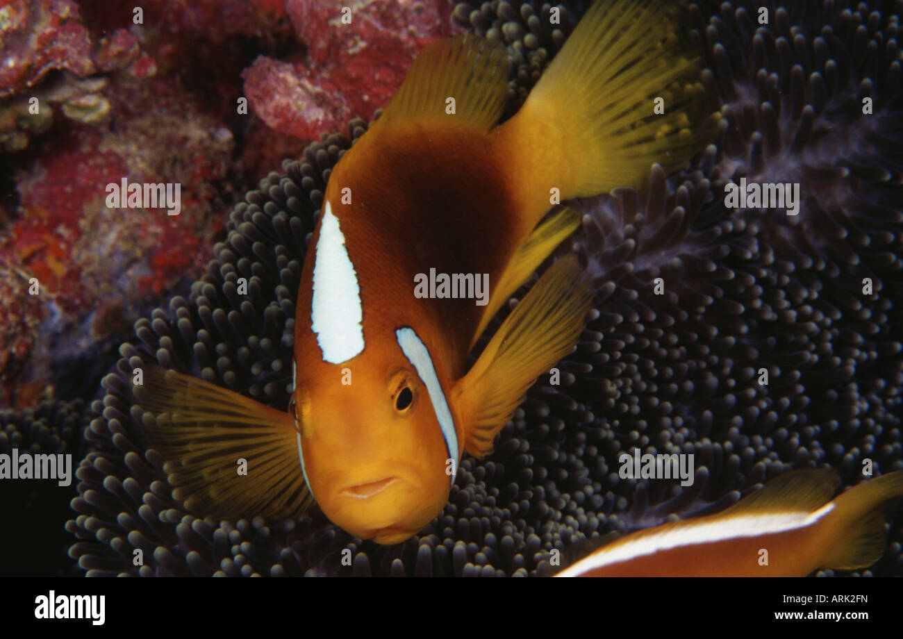 Close-up of a White-Bonnet anemonefish (Amphiprion leucokranos) on sea anemones Stock Photo