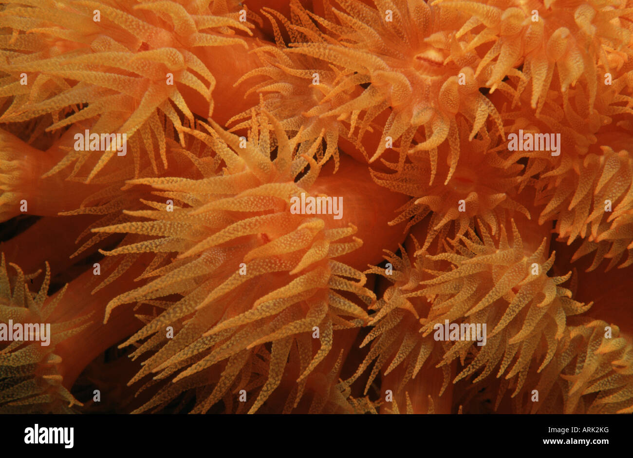 Close-up of Orange Cup corals (Balanophyllia elegans) underwater Stock Photo