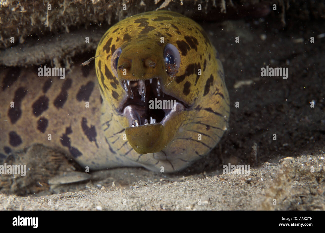 Close-up of a Spotted Moray eel (Gymnothorax fimbriatus) Stock Photo