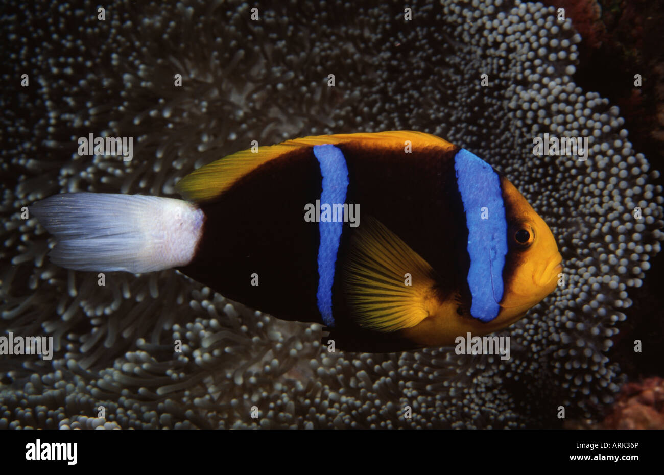 Close-up of an Orange-Fin clownfish (Amphiprion chrysopterus) underwater Stock Photo