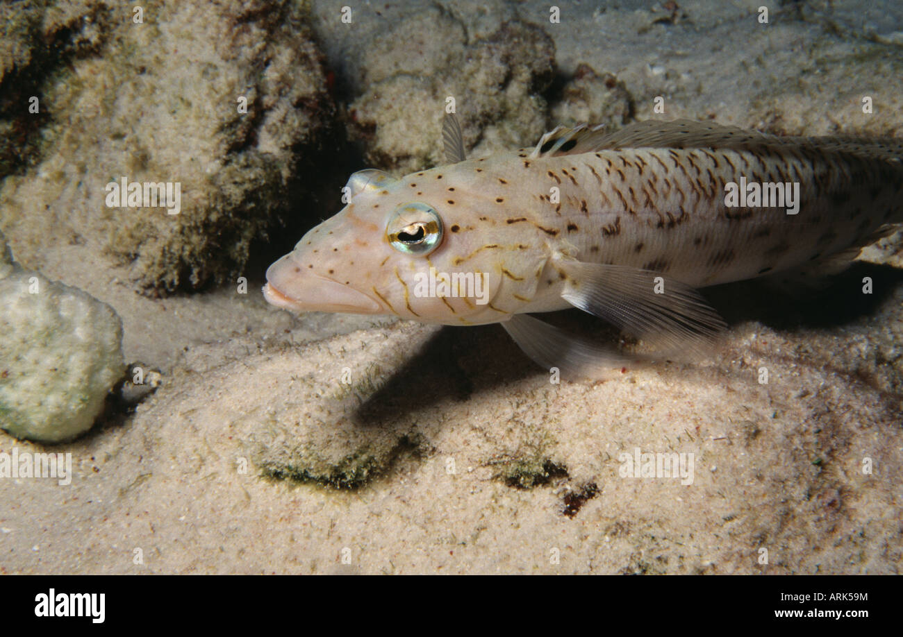 Thousand-spot grubfish (Parapercis millepunctata) underwater Stock Photo
