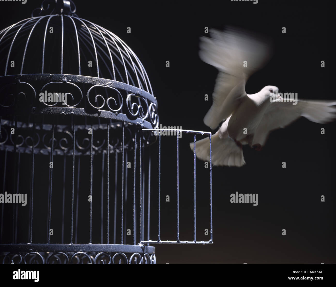 Birds escaping cage hires stock photography and images Alamy