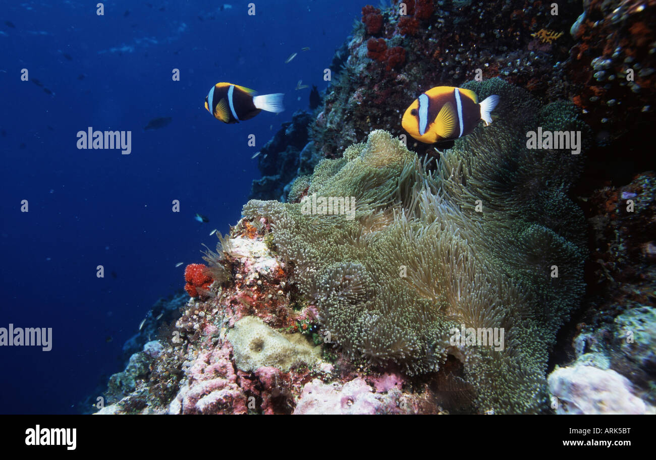 Two Orange-Fin clownfish (Amphiprion chrysopterus) swimming underwater Stock Photo