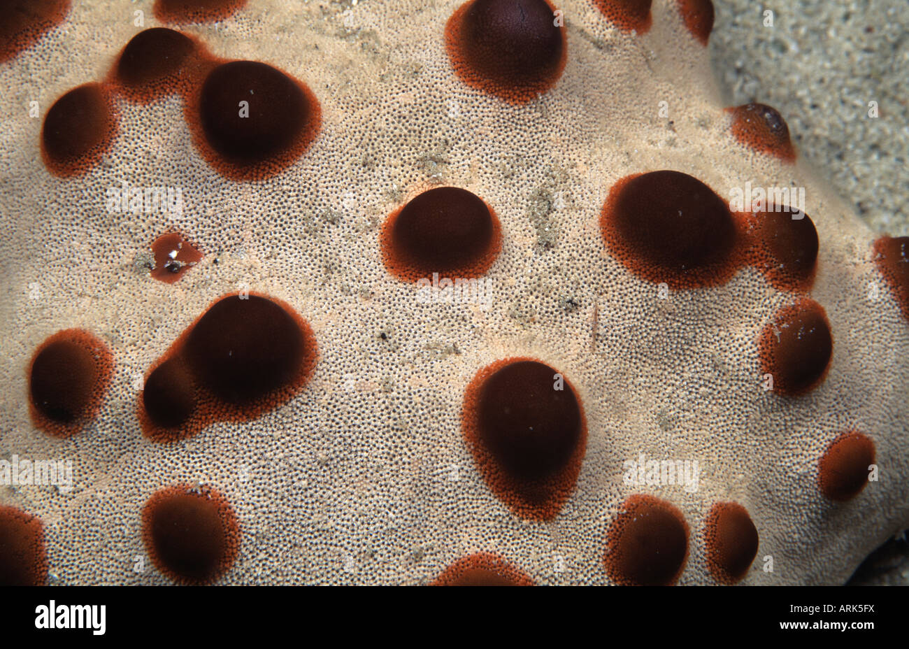 Close-up of a Chocolate Chip Starfish (Protoreaster nodosus) Stock Photo