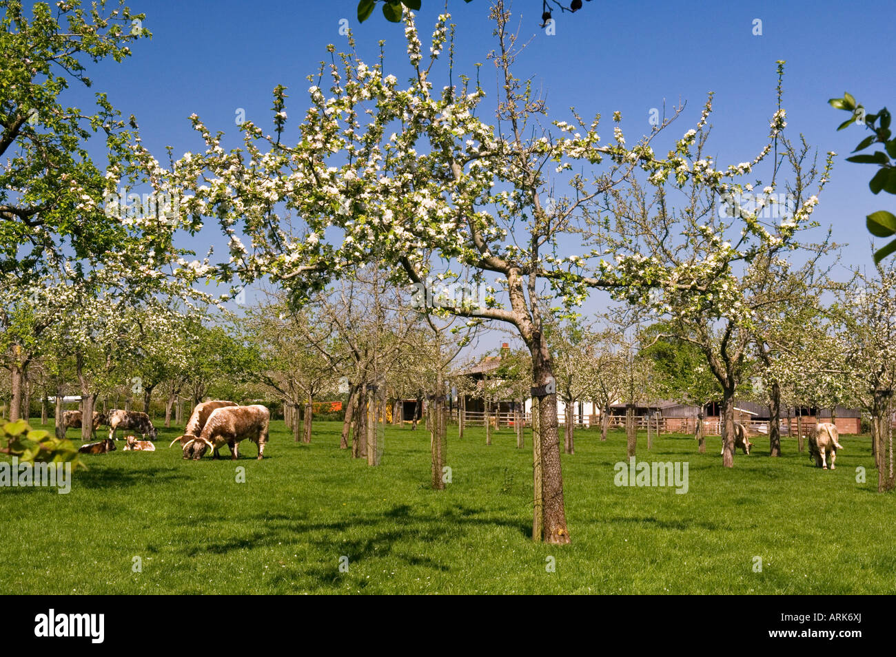 Cattle in orchard of Sheppys Cider near Taunton Somerset England Stock