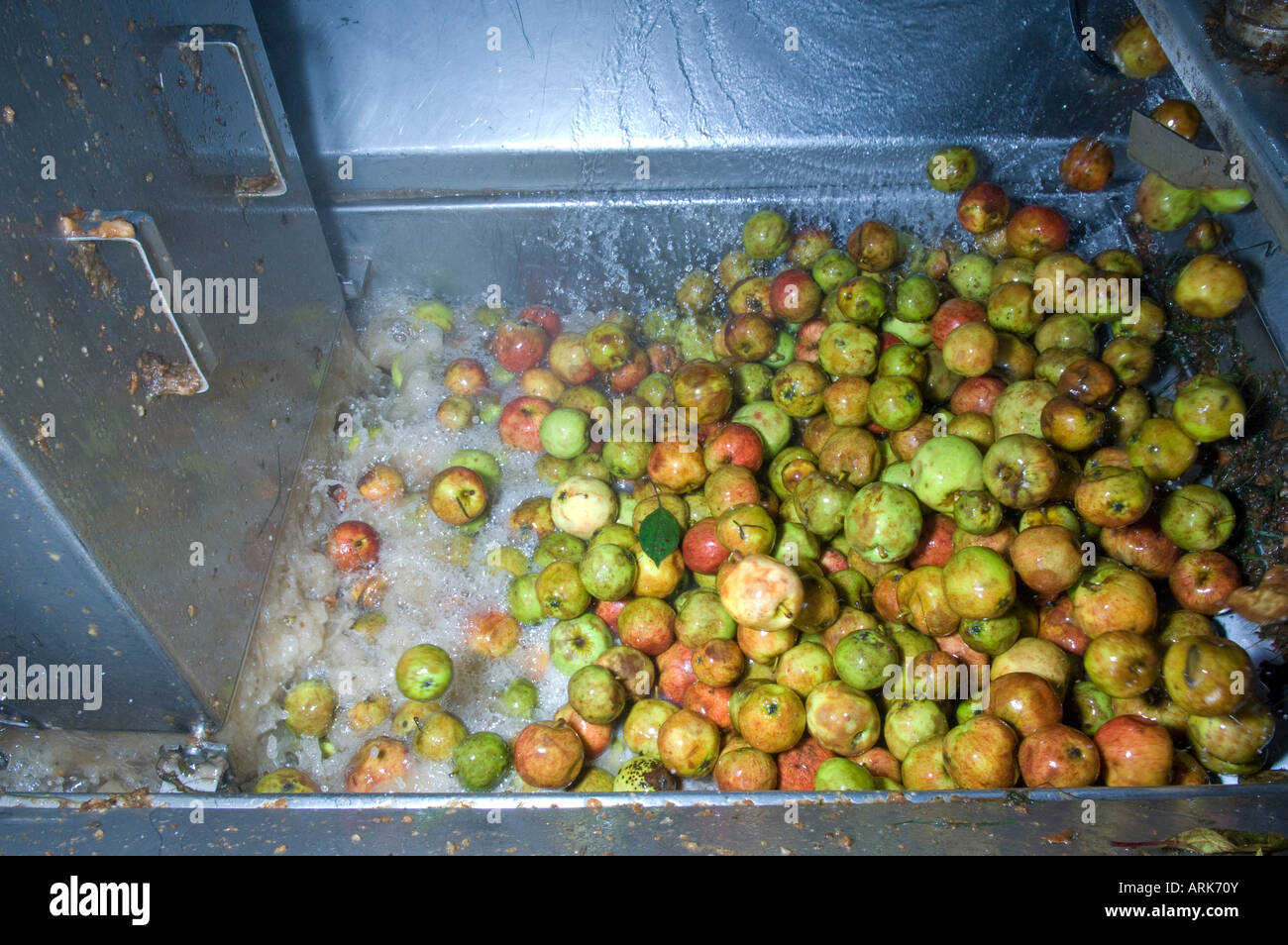 Cider Apples being washed and processed at Thatchers cider Sandford Somerset England Stock Photo