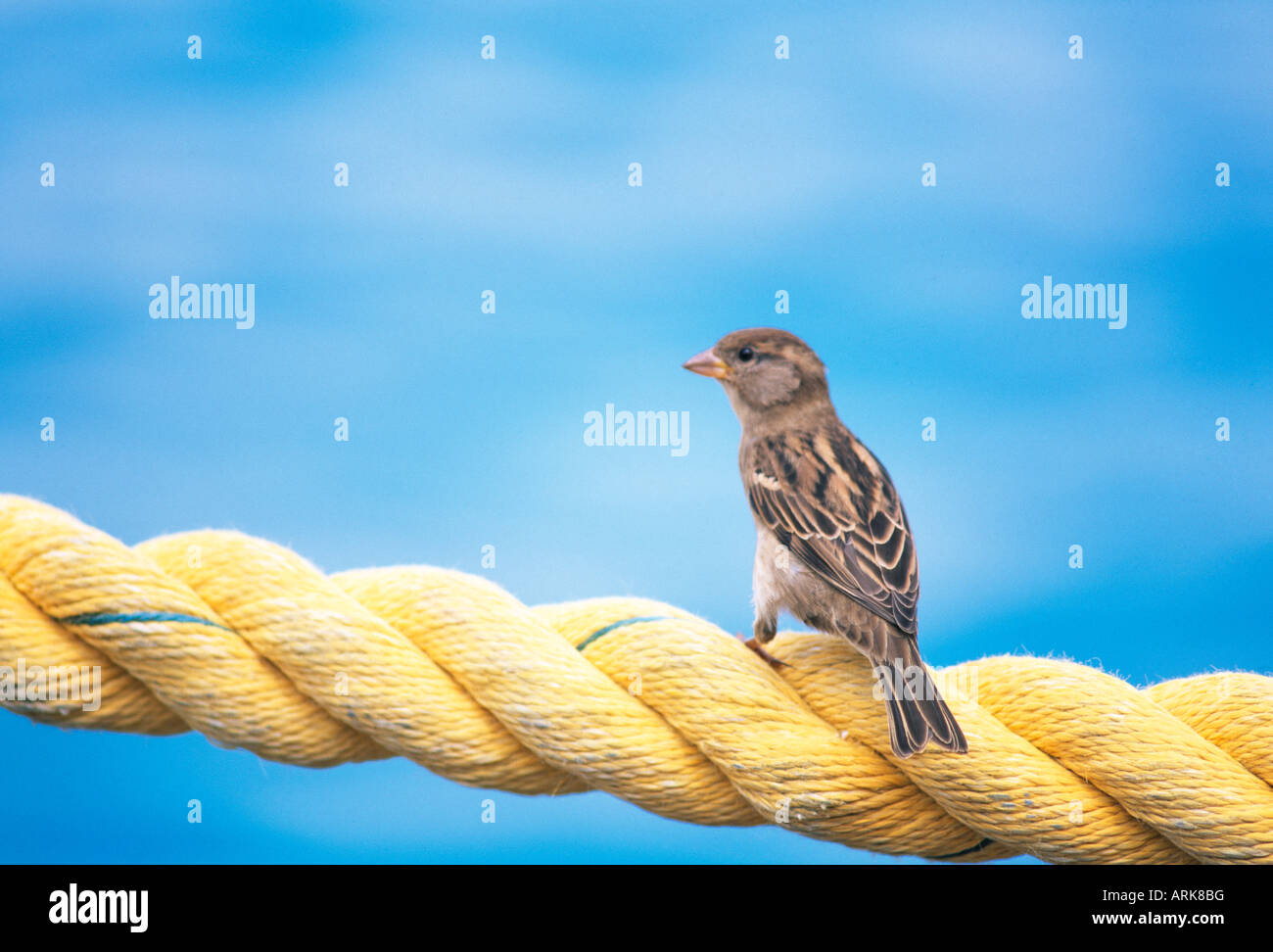 A sparrow on the rope Stock Photo - Alamy