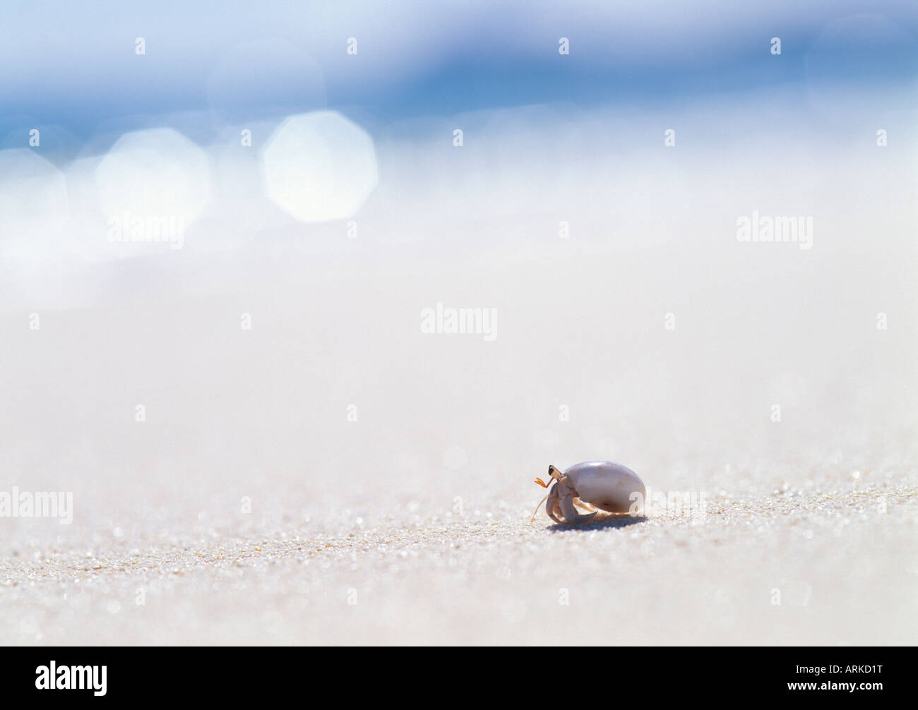 Hermit crab on the beach, Managaha Island, Saipan Stock Photo