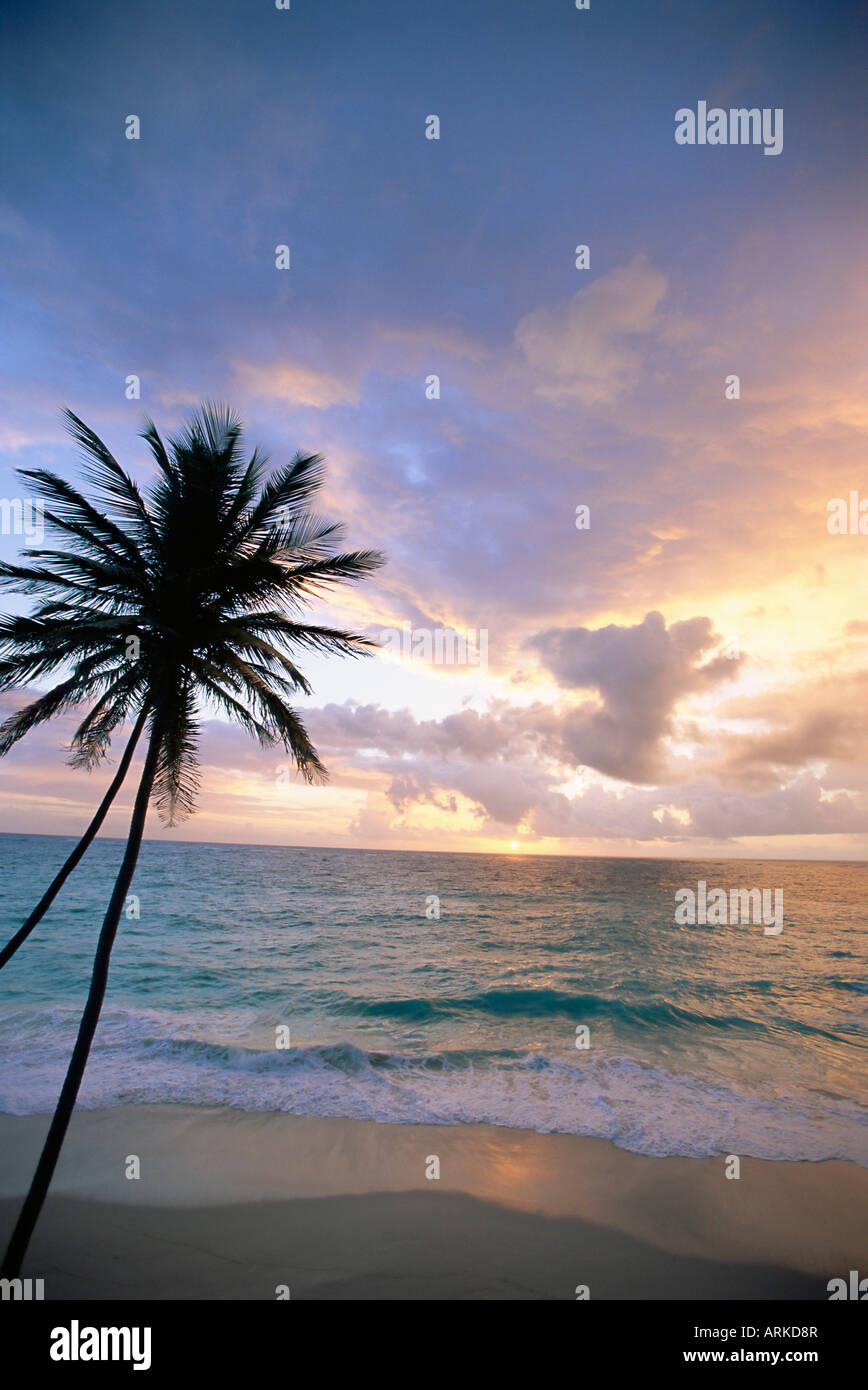 Palm tree and sea, Bottom Bay, Barbados, West Indies, Caribbean, Central America Stock Photo