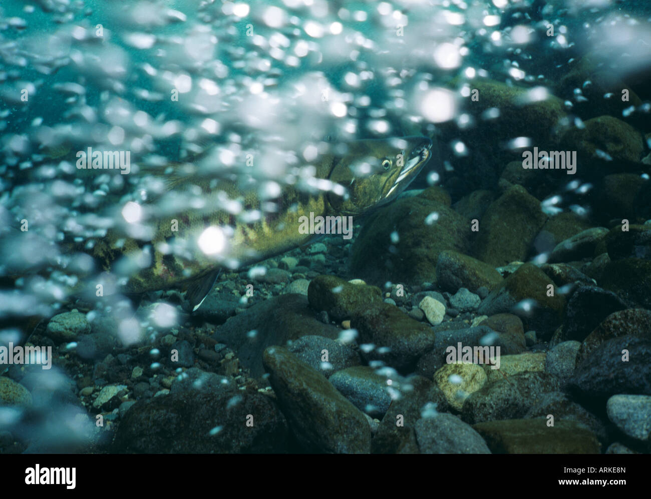 Salmon swimming upstream Stock Photo Alamy
