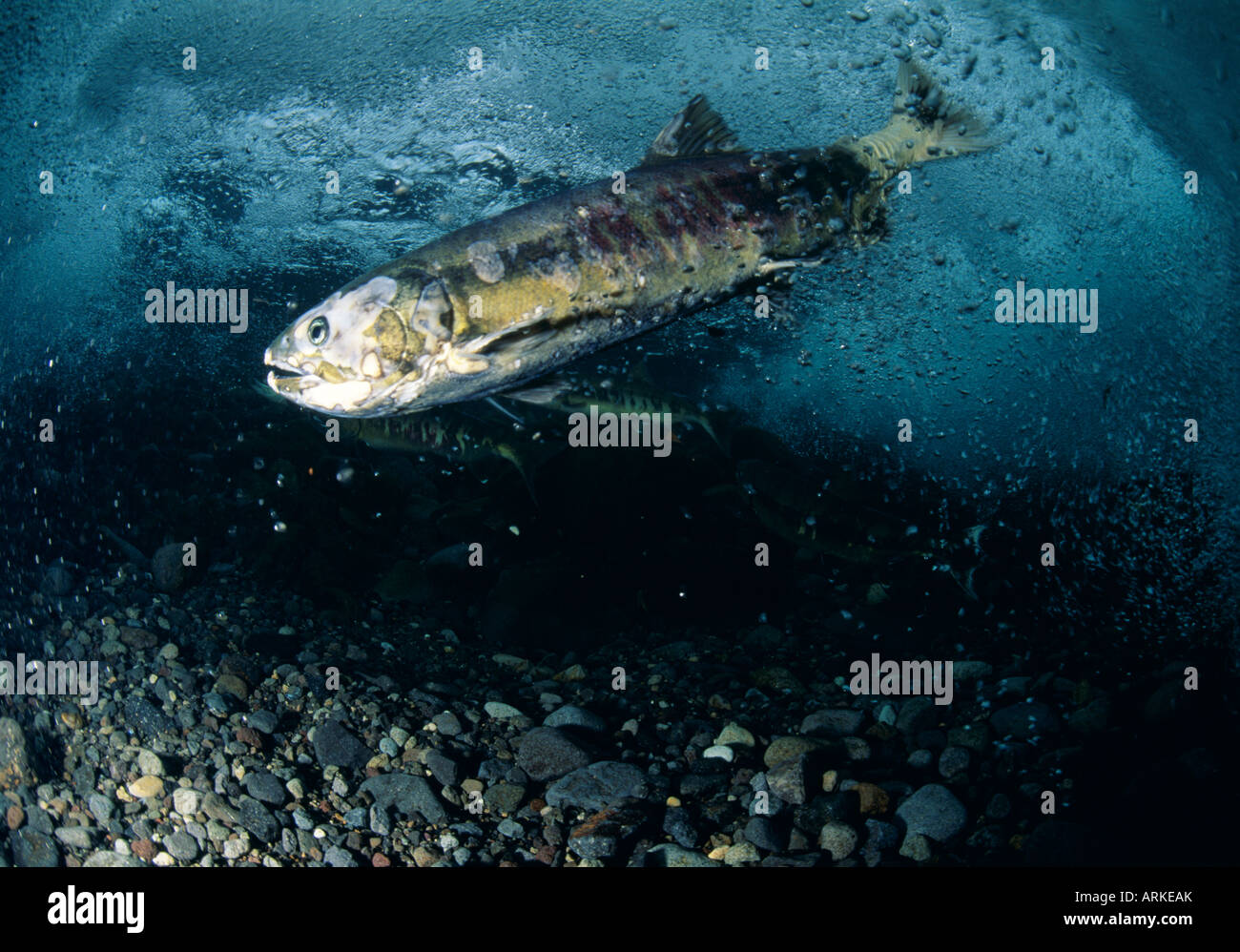Underwater salmon photo hi-res stock photography and images - Alamy