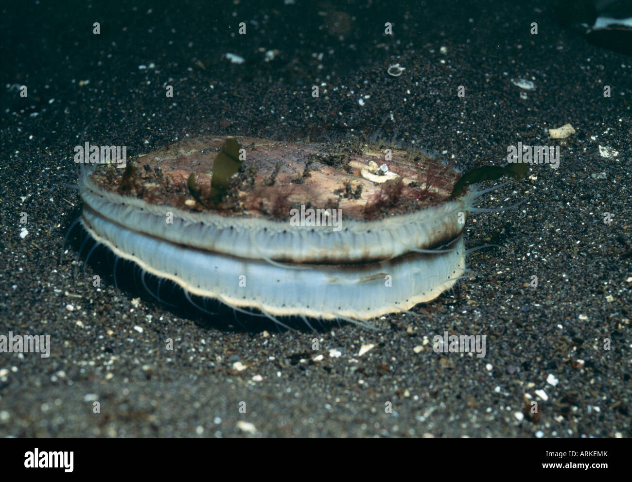 What Does A Scallop Look Like Prepare For An Underwater Adventure - eoq4m4z