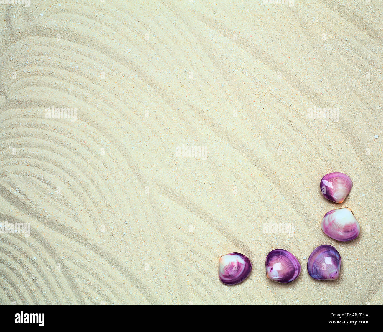 Clams on the beach Stock Photo Alamy
