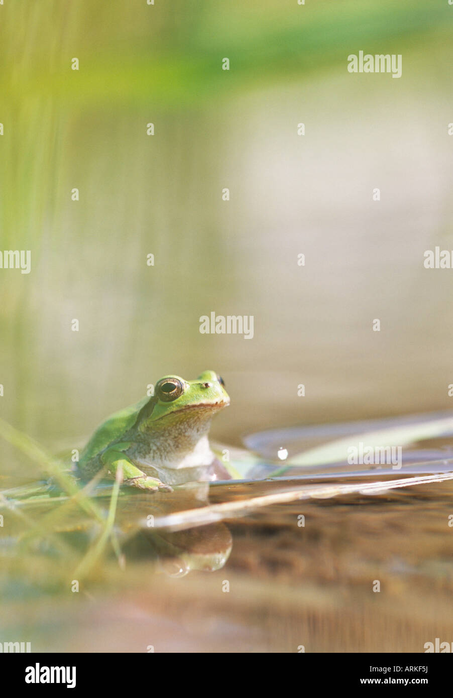 Rice Field Frog High Resolution Stock Photography and Images Alamy