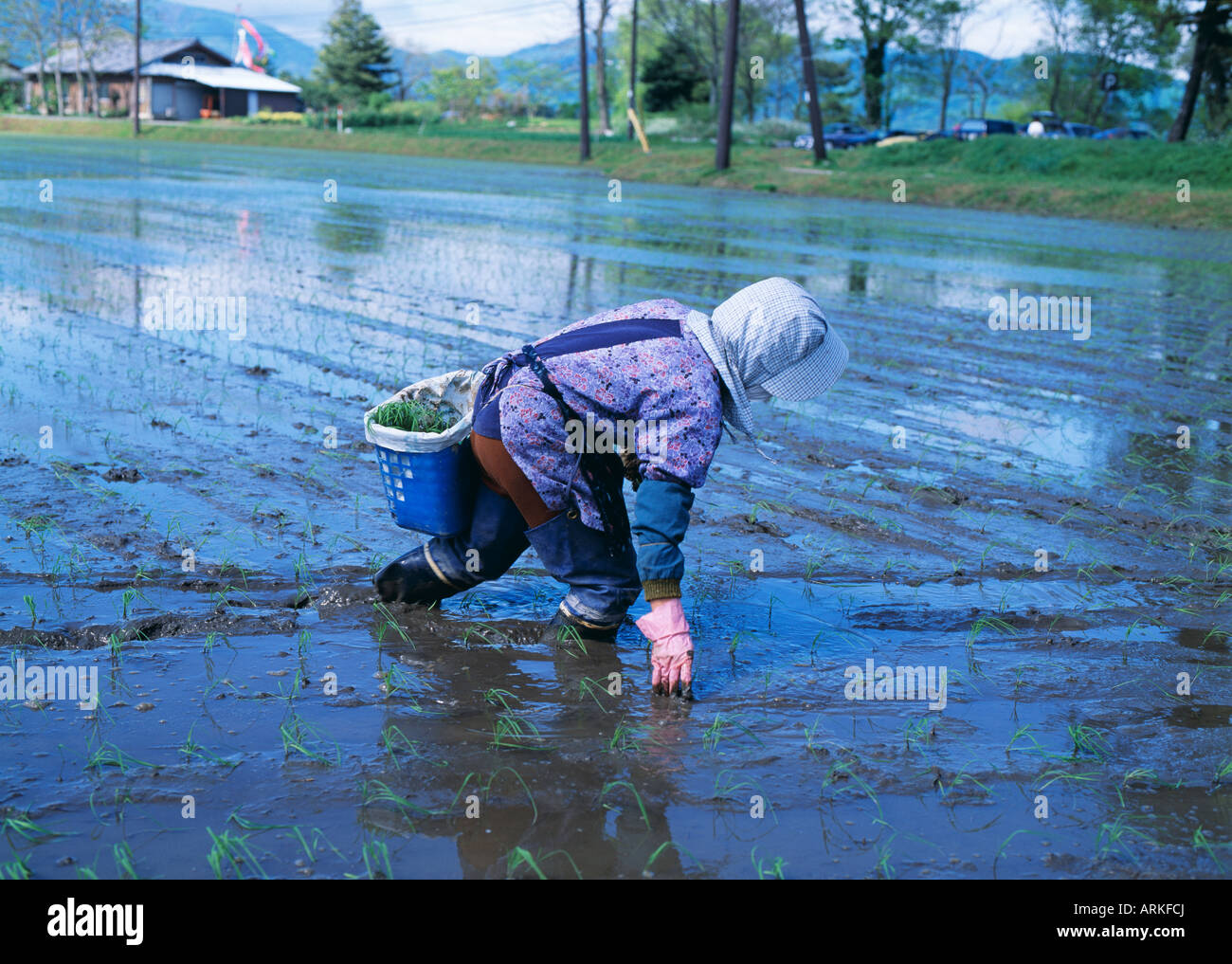 Woman working in a rice field, Japan Stock Photo - Alamy