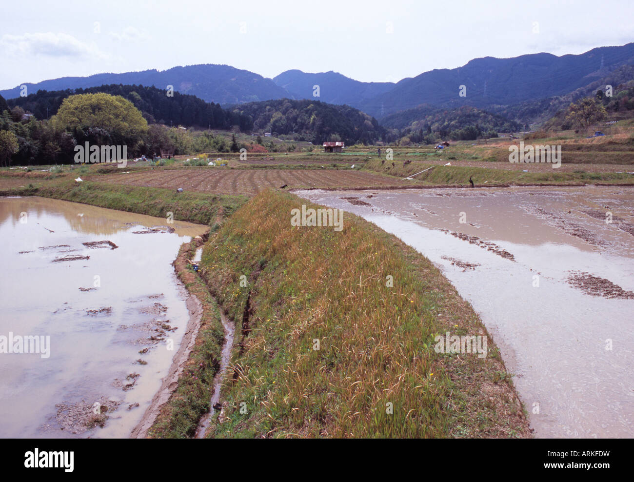 A path and rice field, Japan Stock Photo - Alamy